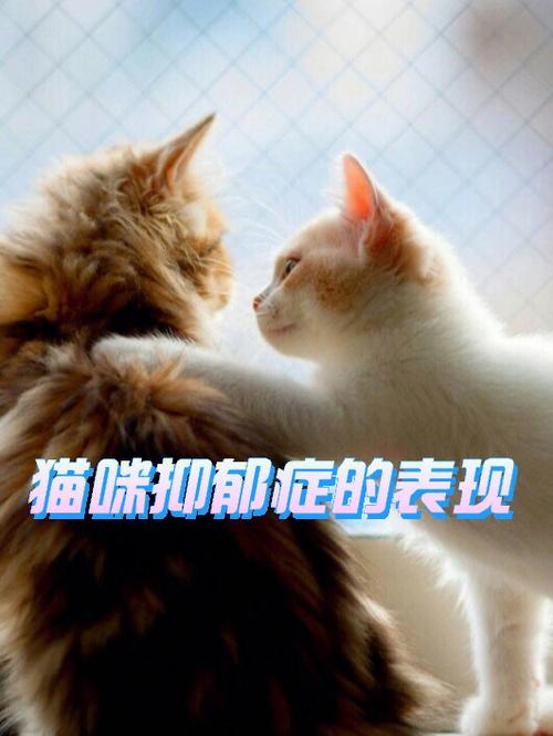 猫咪天生拥有哪些“超能力”「喊醒猫咪被小猫教育的故事」 融资新闻